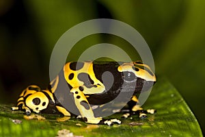 DENDROBATE JAUNE ET NOIR dendrobates leucomelas