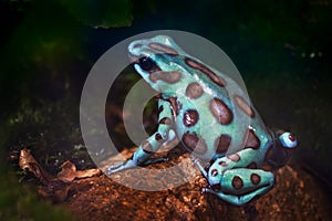 Dendrobates auratus