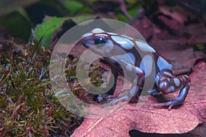 Dendrobates auratus blue