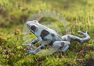 Dendrobates auratus celeste