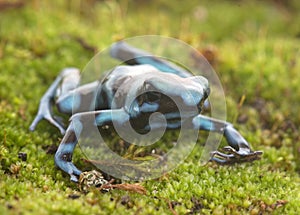 Dendrobates auratus celeste photo