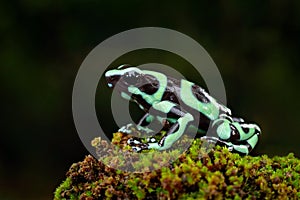 Dendrobates auratus, Green Black Poison Dart Frog,  in nature habitat. Beautiful motley frog from tropic forest in South America.