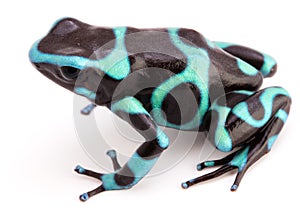 Dendrobates auratus a poison arrow frog