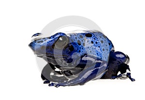 Dendrobates azureus