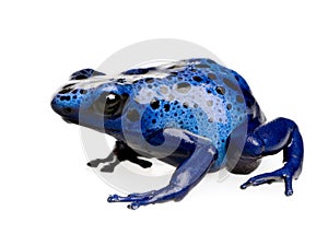 Dendrobates azureus