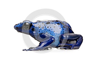 Dendrobates azureus