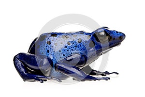 Dendrobates azureus