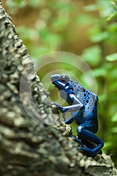 Dendrobates azureus - blue dart poison frog photo