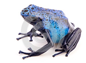 Dendrobates azureus poison dart frog