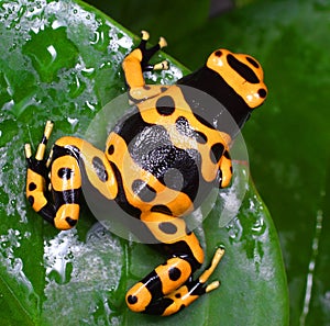 Dendrobates leucomelas