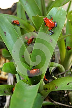 Dendrobates pumilio - Red Dart Frog