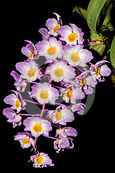 Dendrobium amabile