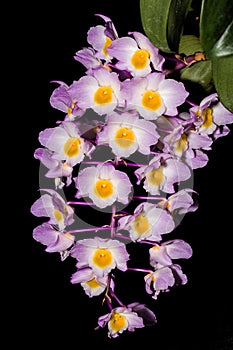 Dendrobium amabile