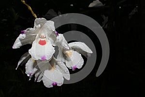Dendrobium annae photo