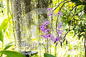 Dendrobium anosmum Lindl beautiful blooming in the garden with blurred green leaves in the backdrop copy space suitable as a