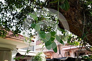 A Dendrobium anosmum Orchid plant