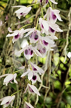 Dendrobium anosmum in white and purple flowers