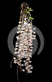 Dendrobium aphyllum orchid