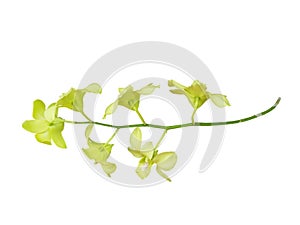 Dendrobium Aridang Green Orchid flowers isolated on white background.