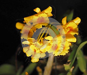 Dendrobium Chrysotoxum Or Fried Egg Orchid