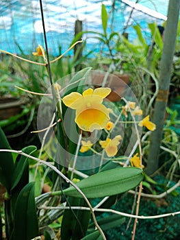 Dendrobium chrysotoxum ,Popular orchid words