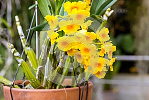 Dendrobium chrysotoxum yellow orchids in bloom in ceramic pot. Potted flowers.