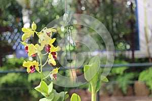 Dendrobium closterium details photo, Australian species, Introduced ornamental species photo