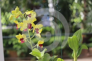 Dendrobium closterium details photo, Australian species, Introduced ornamental species photo
