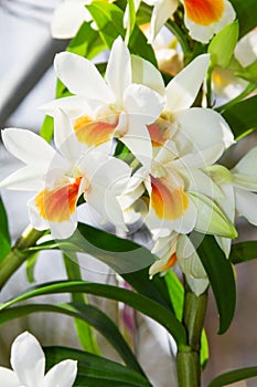 Dendrobium Cruentum Orchid