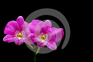 Dendrobium dark pink orchids with stripes