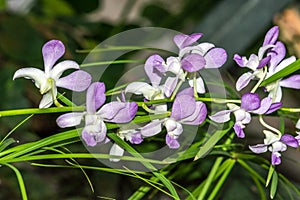 Dendrobium, Dendrobium Sunan Blue, Orchidaceae