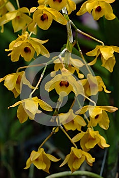 Dendrobium densiflorum,  is a species of epiphytic or lithophytic orchid that is native to Asia