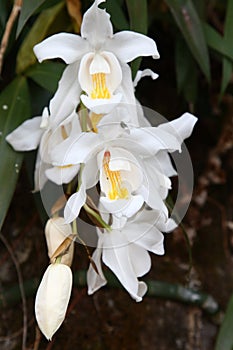Dendrobium draconis