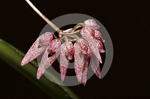 Dendrobium exilicaule