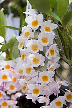 Dendrobium farmeri `Pink` orchids.