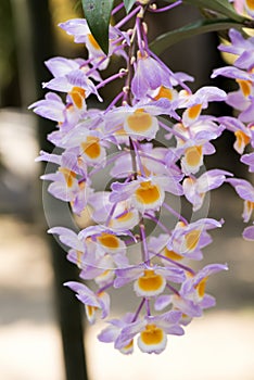 Dendrobium farmeri `Pink` orchids.