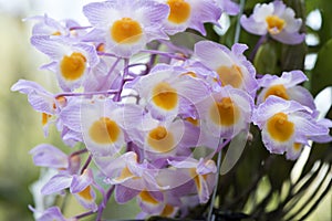 Dendrobium farmeri `Pink` orchids.