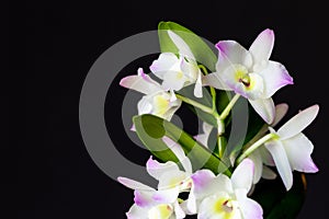 Dendrobium, Flower, Orchid, Plant 9