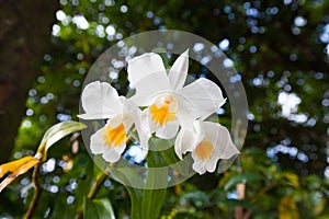 Dendrobium formosum, Orchidaceae, South of Thailand