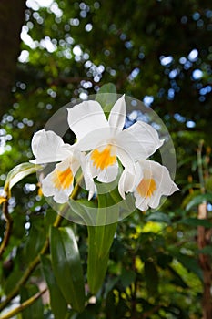 Dendrobium formosum, Orchidaceae, South of Thailand