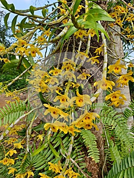 Dendrobium friedericksianum orchid