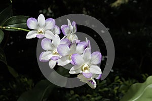 Dendrobium genus orchid flowers with dark green garden background