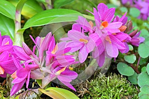 Dendrobium Hibiki is a popular ornamental orchid with scented, waxy, purple-pink blooms & bright green, leathery leaves