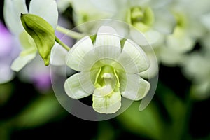 Dendrobium hybrids, Orchid in green