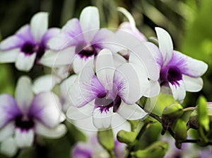Dendrobium hybrids, Orchid in white and purple