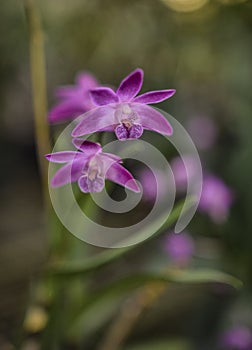 Dendrobium kingianum Orchid