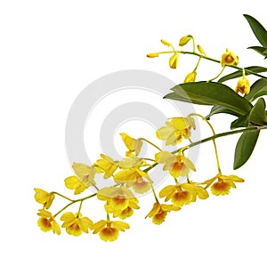 Dendrobium lindleyi, Wild yellow orchids with pseudobulb and leaves, isolated on white background, with clipping path