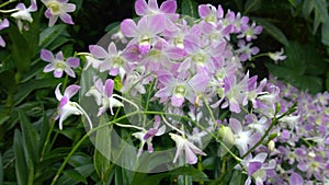 Dendrobium Lucian Pink flowers stock photo