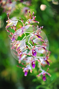 Dendrobium Magaret Thatcher hybrid orchids