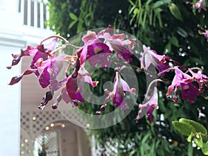 Dendrobium Margaret Thatcher orchid flower